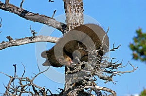 OURS BARIBAL ursus americanus