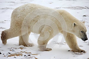 Ours Polaire - Polar bear