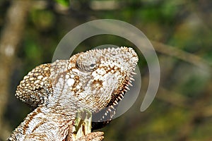 Oustalet's Chameleon (Furcifer Oustaleti)
