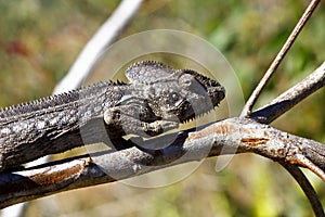Oustalet's Chameleon (Furcifer Oustaleti)