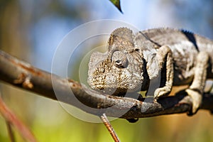 Oustalet's Chameleon (Furcifer Oustaleti)