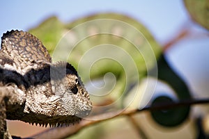 Oustalet's Chameleon (Furcifer Oustaleti)