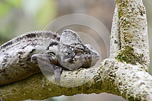 Oustalet's Chameleon (Furcifer Oustaleti)