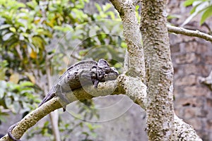 Oustalet's Chameleon (Furcifer Oustaleti)