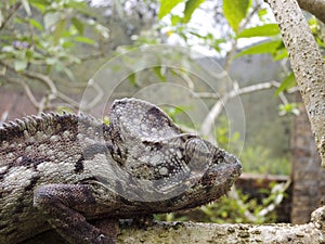 Oustalet's Chameleon (Furcifer Oustaleti)