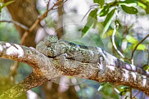 Oustalet\'s chameleon, Furcifer oustaleti, Anja Community Reserve, Madagascar wildlife