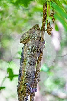 Oustalet\'s chameleon, Furcifer oustaleti, Anja Community Reserve, Madagascar wildlife