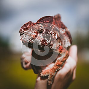 The Oustalets or Malagasy giant chameleon on white