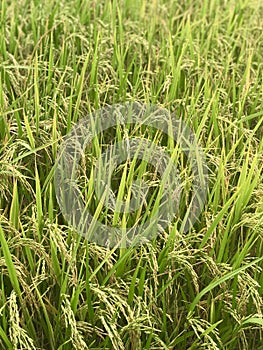 Out door photo of Green rice fields, Thailand rice fields