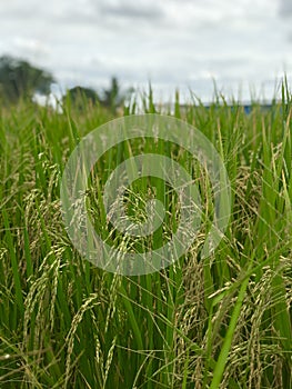 Out door photo of Green rice fields, Thailand rice fields