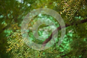 Out of focus background of green forest with some neem leaves in focus