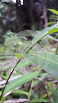 Out of focus. Lithocharis nigriceps, Stilicopsis Sachse, Conoderus suturalis, Species Hoplandria lateralis. shot in jungle photo