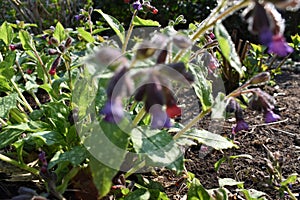 Out of focus pulmonaria 