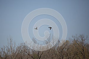 Out of Focus Ring-Necked Ducks