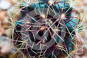 Out of focus on thorn cactus from top view, brown spines