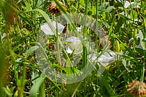 From out of grass peek out white flowers Hornbills flower field bindweed among