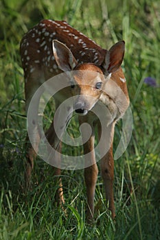 Out of the Shadows (Whitetail fawn)