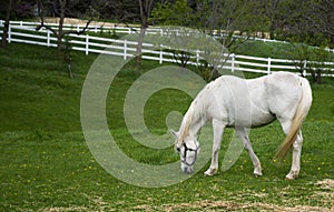 Out to Pasture