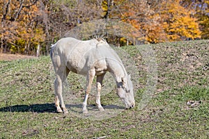 Out to Pasture