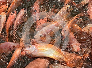 Un pesce che va al di sopra degli altri per arrivare a piedi in un fish spa Madu fiume, Sri Lanka.
