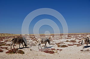 Zebras at Etosha-Saltpans in Namibia photo