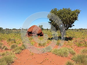 Outback Australia Termite ant hill mound with tree