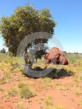 Outback Australia Termite ant hill with tree