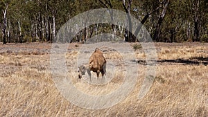 Outback Australian Camel