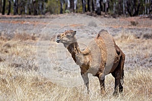 Outback Australian Camel