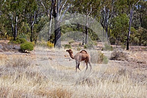 Outback Australian Camel