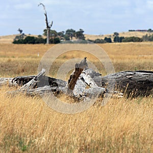 Outback australian landscape with dead wood
