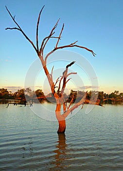 Outback billabong tree at sunset