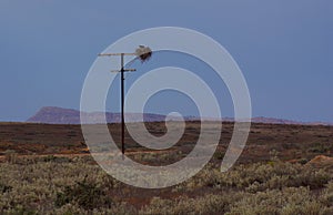 Outback Birds Nest, Desert Dawn Colors