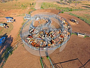 Outback cattle drive