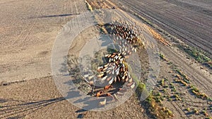 Outback cattle mustering with herd of cattle