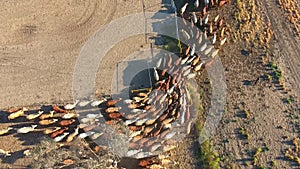 Outback Cattle Mustering with herd of cattle