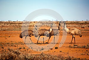 Outback Emus