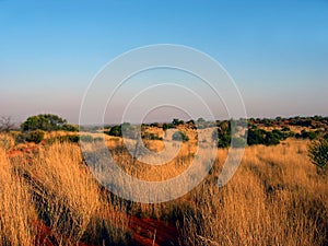 Outback Grass Plain