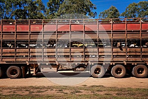 Outback Road Train Carting Cattle To Market