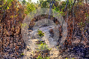 Outback trail, Australia