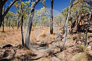 Outback, Undara Volcanic National Park, Australia photo