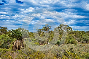 Outback vegetation in Badgingarra National Park, Western Australia