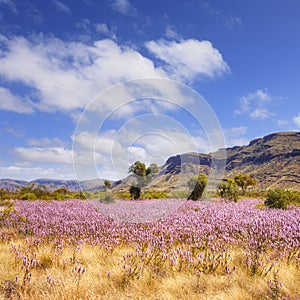 Pilbara Western Australia Wild Flowers photo