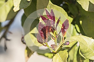 Outbreaks of lemon leaves