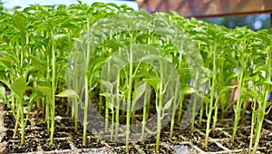 Outbreaks sprouts in nursery on Solanaceae