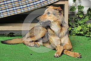 Outbred   brown dog lies with clasped paws photo