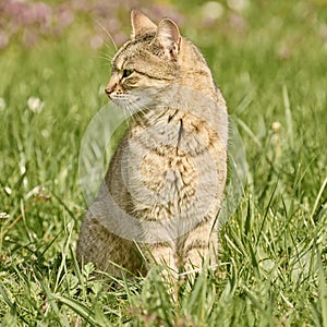 Outbred Cat on the Grass