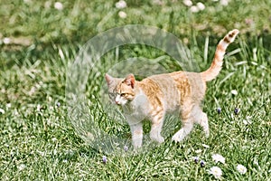 Outbred Cat on the Grass photo