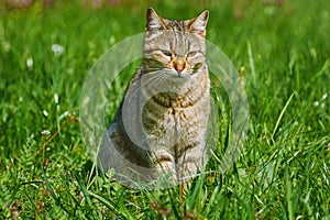 Outbred Cat photo