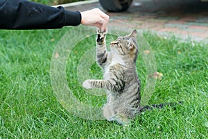 Outbred cat pet sit on green grass domestic animal play with human hand giving it a happy life, animal shelter